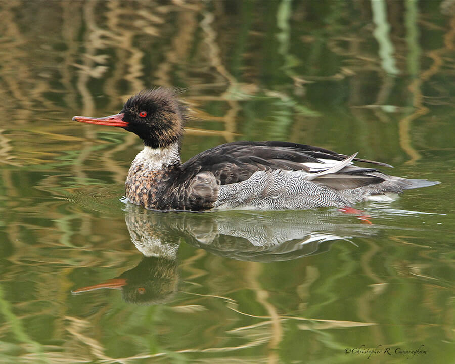 Juvenile Male Red-breasted Merganser at Hans and Pat Suter Wildlife Park, corpus Christi, Texas