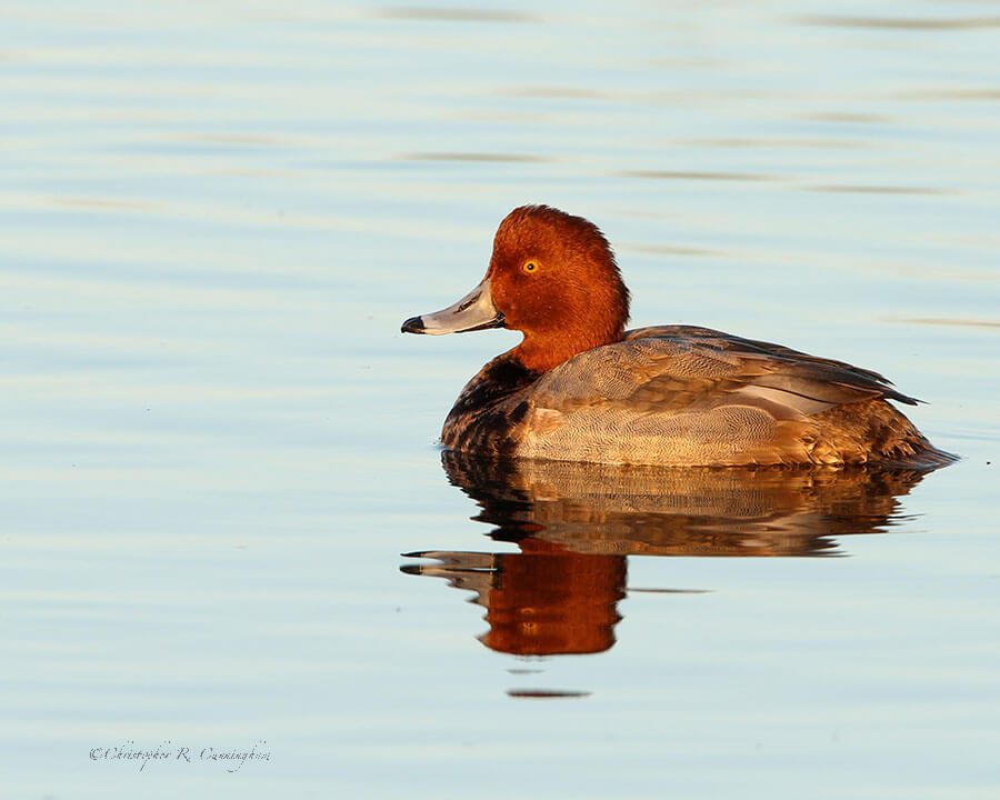 Male-Redhead at South Padre Island Birding Center