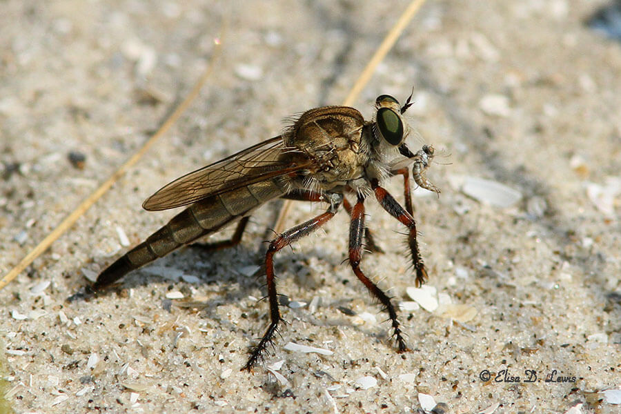 Robber fly predator with fly prey