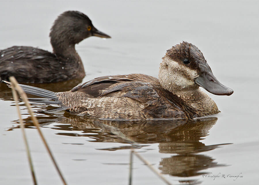 Female Ruddy Duck at Santa Ana National Wildlife Refuge, Rio Grande Valley, Texas