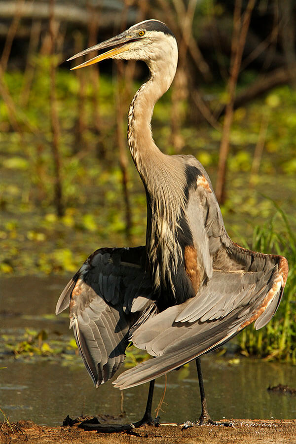 Thermoregulating Great Blue Heron at Brazos Bend State Park, Texas