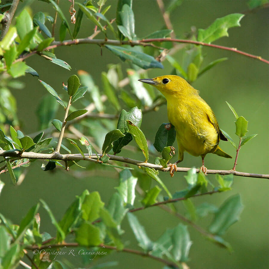 Yellow Warbler on Oak branch at Sabine Woods, Texas