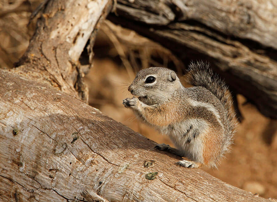 Antelope Ground Squirrel at Franklin Mountains State Park, West Texas