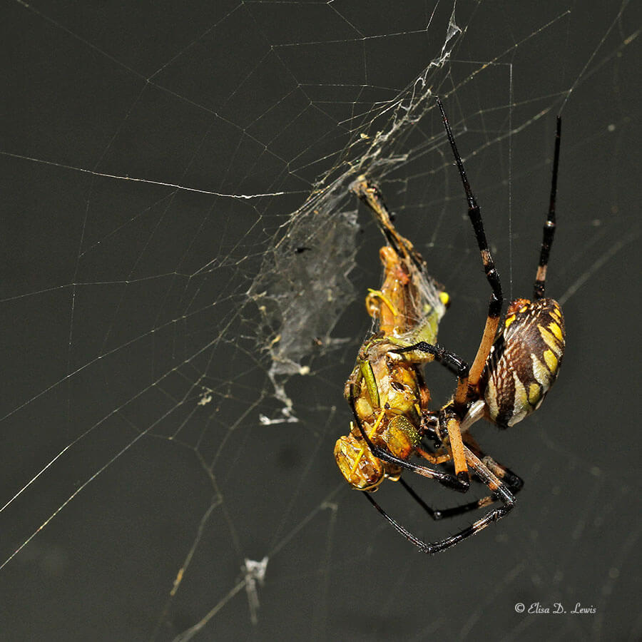 Black and yellow garden spider with grasshopper