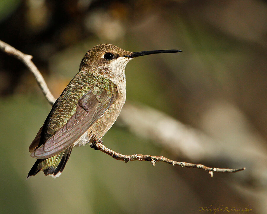 Female Black-chinned Hummingbird at the photo blind at Lost Maples State Natural Area, Central Texas