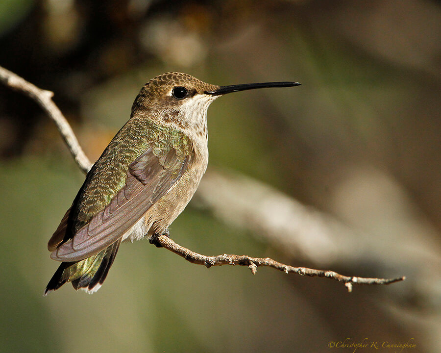 Black-chinned-female-CCunningham Female Black-chinned Hummingbird at the photo blind at Lost Maples State Natural Area, Central Texas