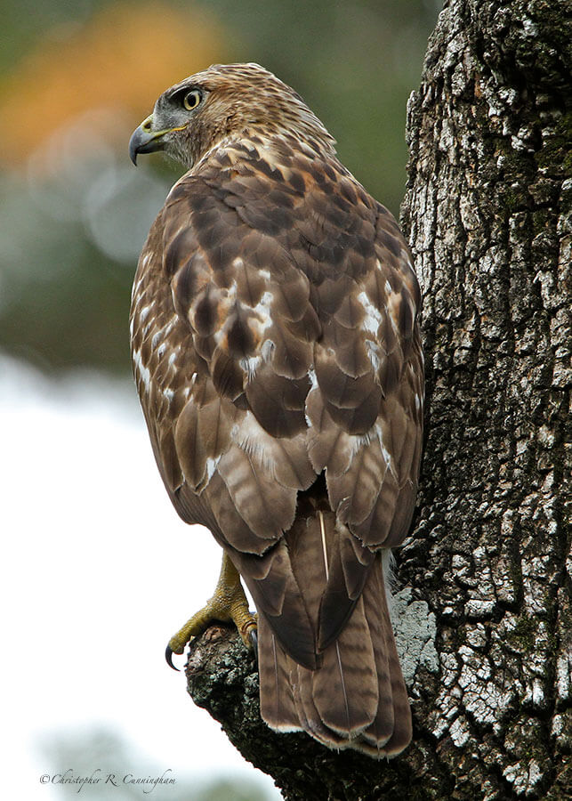 Broad-winged Hawk in tree, Houston, Texas