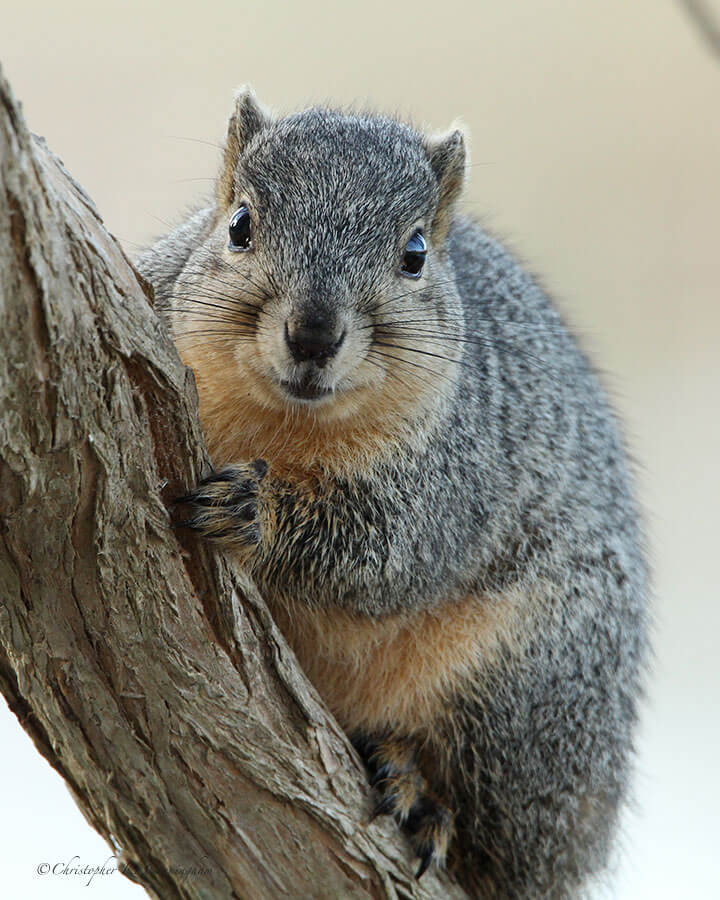 Fox Squirrel at Brazos Bend State Park, Texas