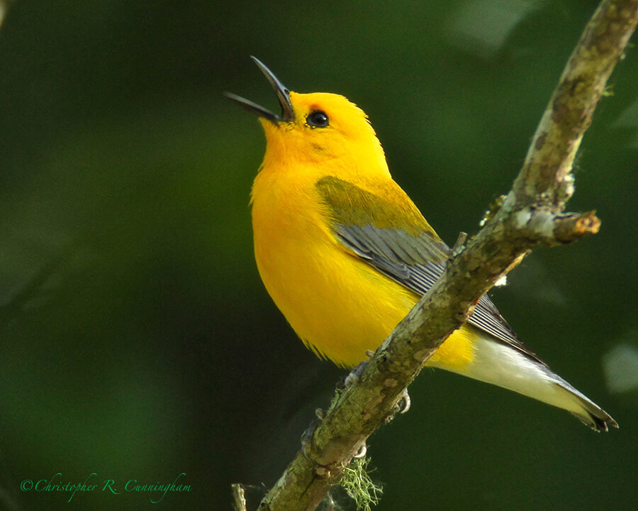 Prothonotary Warbler, Pilant Lake, Brazos Bend State Park, Texas