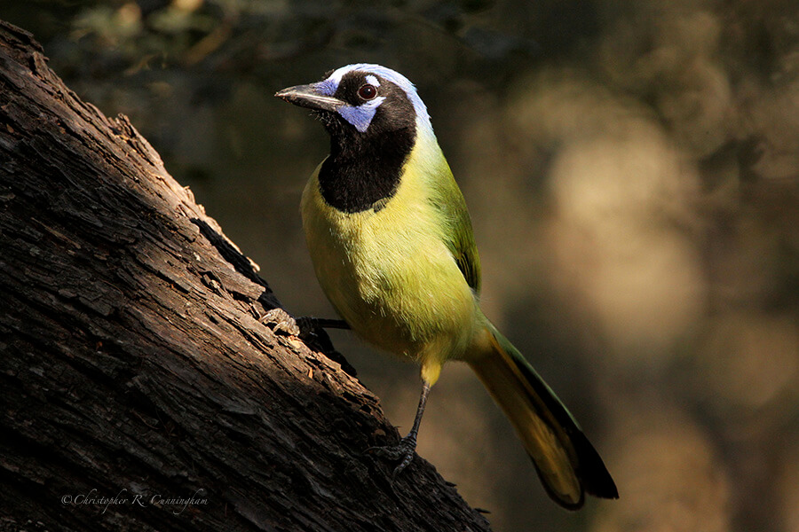 Green Jay at Santa Ana National Wildlife Refuge, Rio Grande Valley