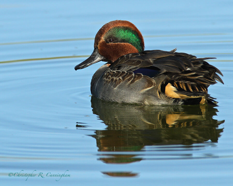 Green-winged Teal Drake, Leonabelle Turnbull Birding Center, Mustange Island, Texas