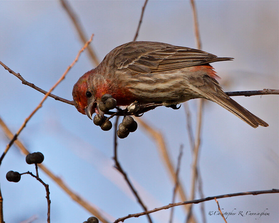 House-Finch-CCunningham House-Finch-on-Chinese-tallow-CCunningham