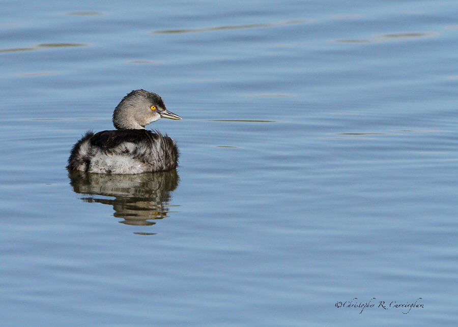 Least Grebe at Pollywog Pond, Corpus Christi, Texas