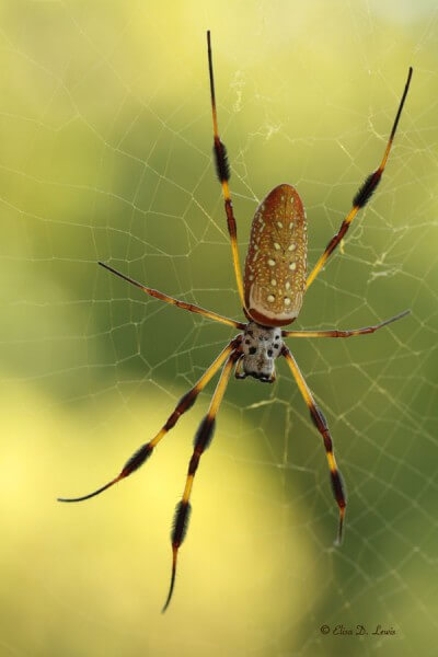 Golden-silk-spider-ELewis golden-silk-spider-banana-spider-golden-silk-orb-weaver