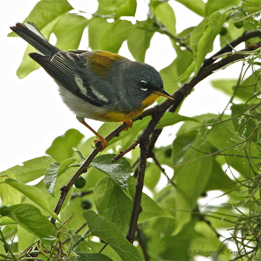 Northern Parula at Brazos Bend State Park