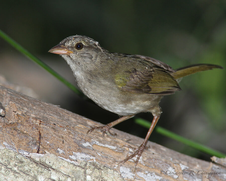 Olive Sparrow, Santa Ana National Wildlife Refuge, Rio Grande Valley, Texas