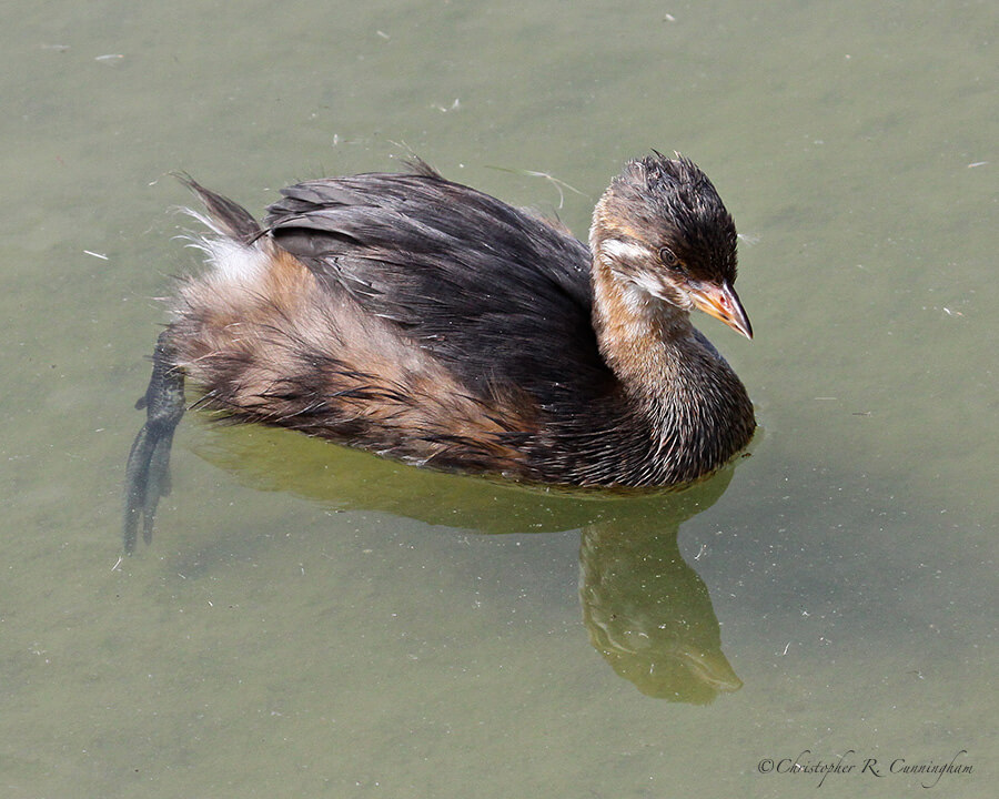 Pied-billied-Grebe in shallow water at Leonabelle Turnbull Birding Center, Port Aransas, Texas