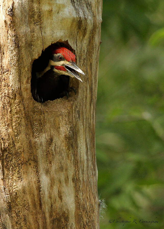 Male Pileated Woodpecker in nest cavity at Brazos Bend State Park, Texas