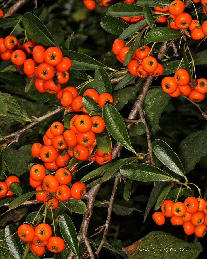 Pyracantha sp,, in Houston, Texas