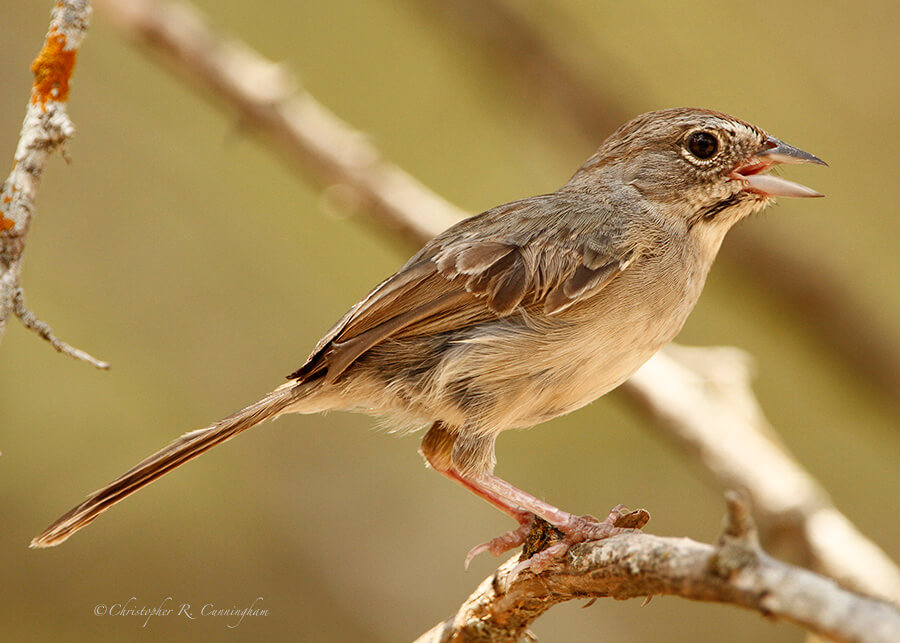 Rufous-crowned Sparrow at Lost Maples State Natural Area, Central Texas