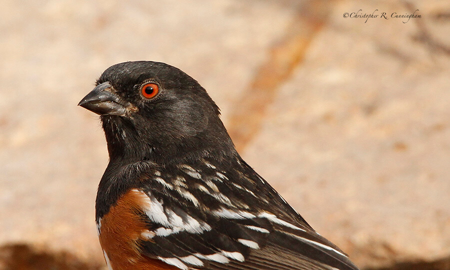 Spotted Towhee at Franklin Mountains State Park, West Texas