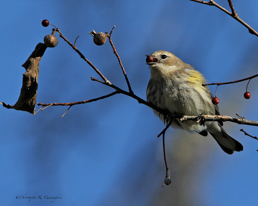 Yellow-rumped Warbler with hackberry at Brazos Bend State Park, Texas