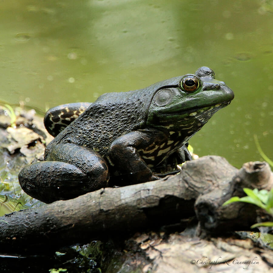 American Bullfrog at Brazos Bend State Park, Texas