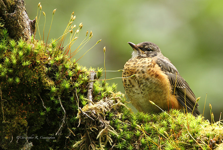 American Robin on moss, Hoh Rain Forest, Olympic National Park, Washington