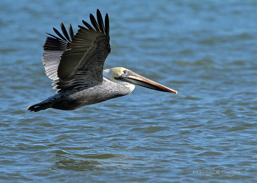 Brown Pelican in flight over Galveston Bay
