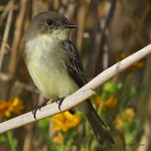 Eastern Phoebe perched on giant river cane on Galveston Island, Texas