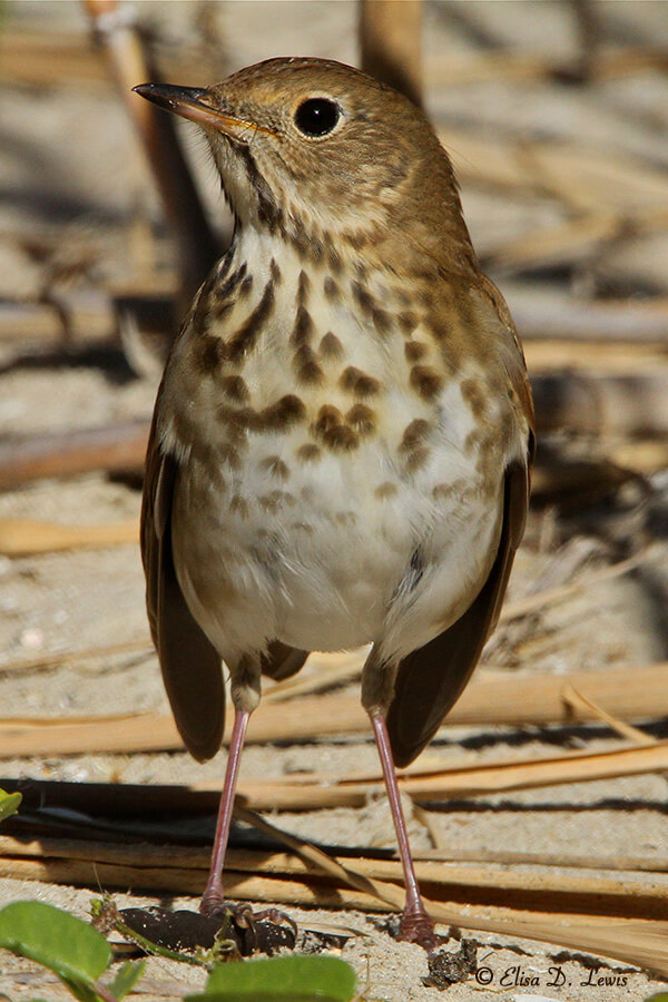 Portrait of a Hermit Thrush on the beach at Galveston, Texas