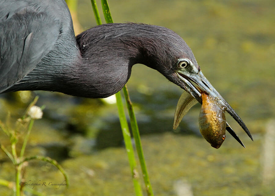 Little Blue Heron with tadpole at Brazos Bend State Park, Texas