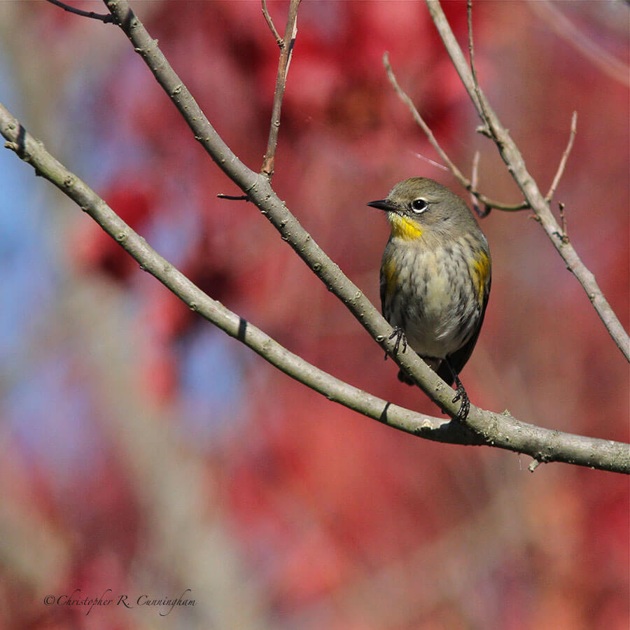 Myrtle Warbler at Anahuac NWR, Texas