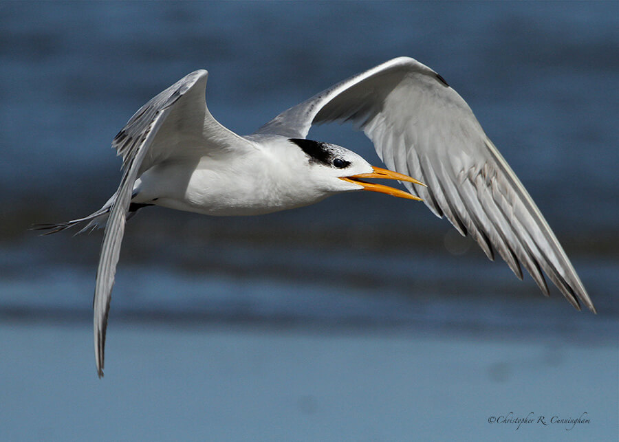 Royal Tern in flight, Galveston, Texas