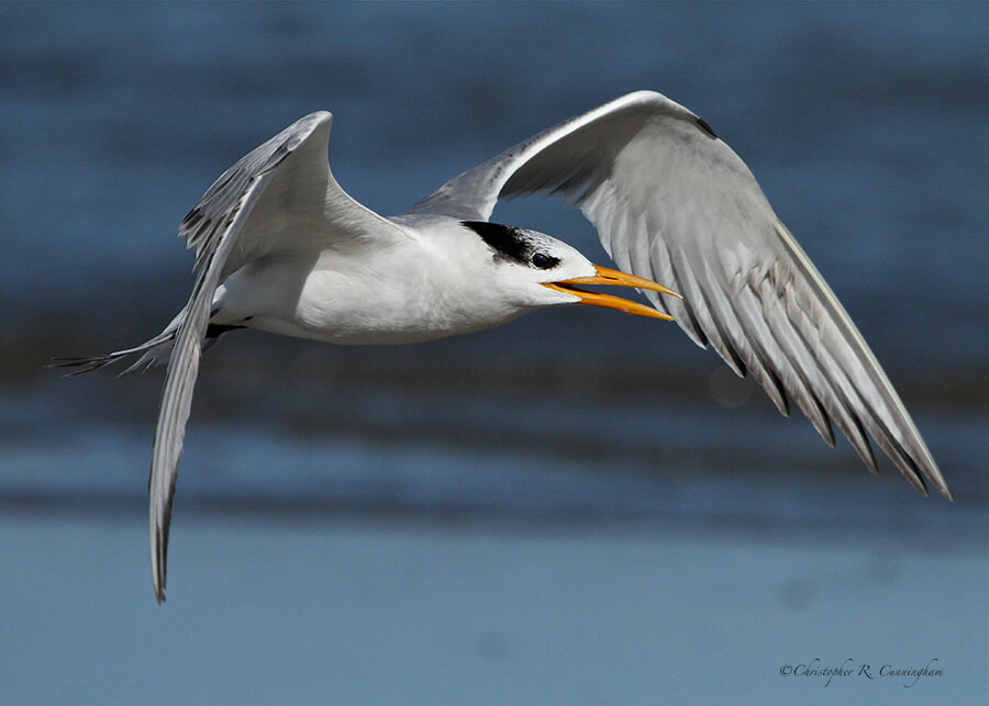 Young-Royal-Tern-in-Fall-CCunningham Royal Tern in flight, Galveston, Texas