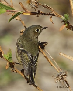 Ruby-crowned Kinglet hunting at Galveston Island, Texas