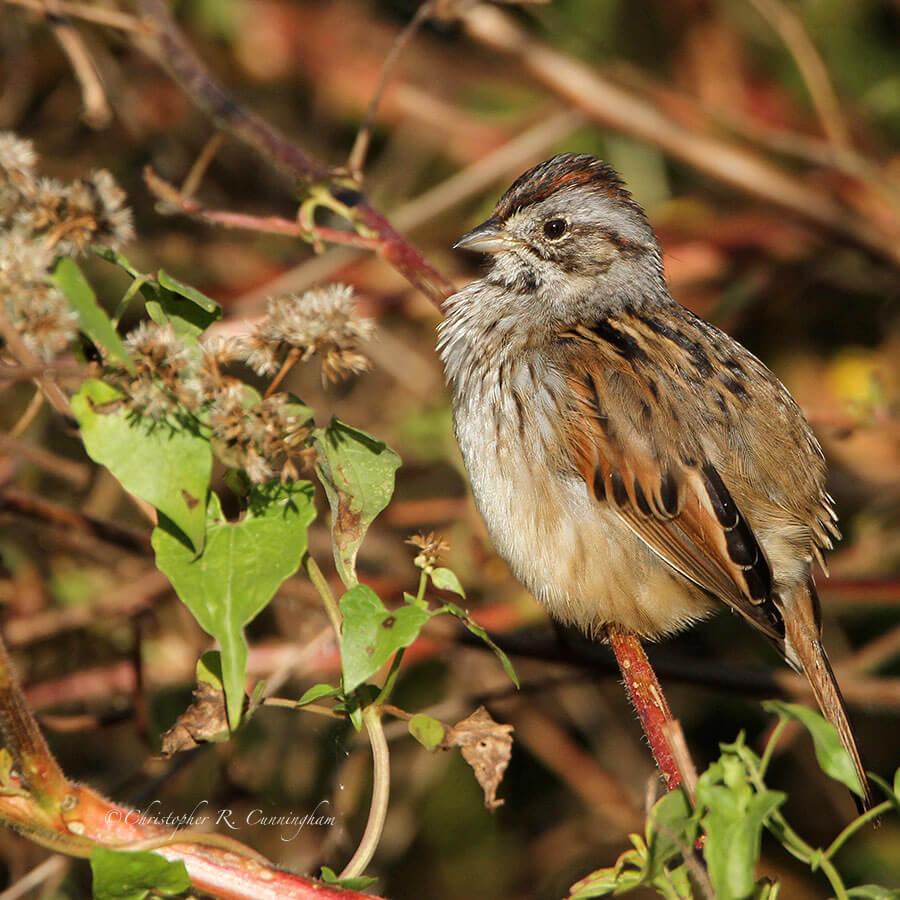 Swamp Sparrow at Brazos Bend State Park, Texas