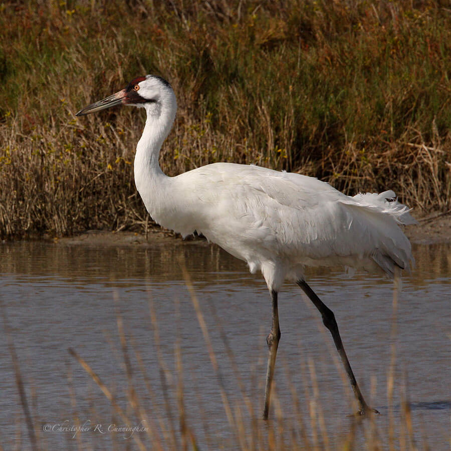 Whooping Crane at Aransas National Wildlife Refuge, Texas Gulf Coast