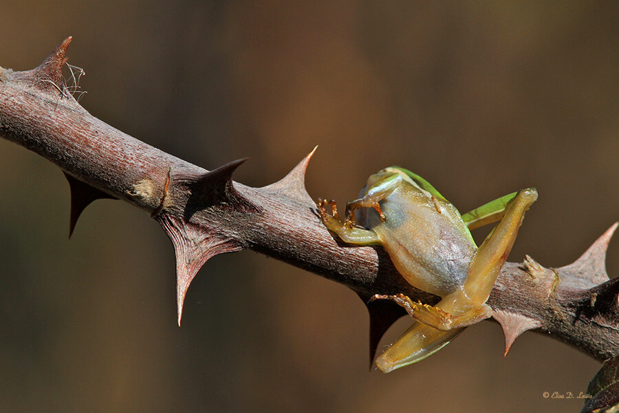 Shrike-impaled Green Tree Frog on rose thorn, Sabine Woods, Texas