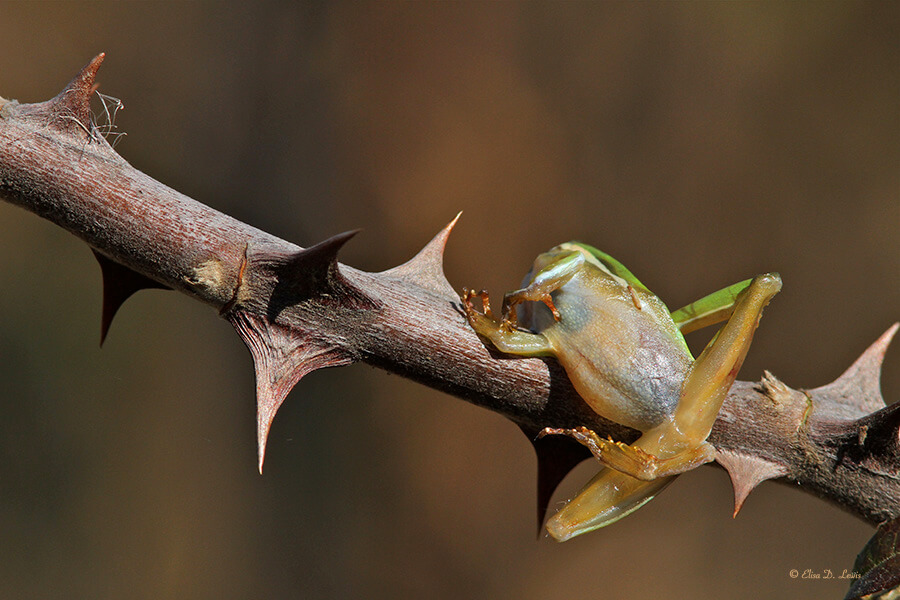 Green-Tree-Frog-on-Rose-Thorn-ELewis Shrike-impaled Green Tree Frog on rose thorn, Sabine Woods, Texas