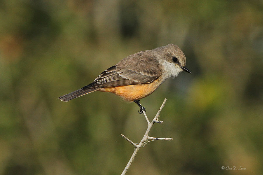 Female Vermillion Flycatcher at Anahuac NWR, Texas