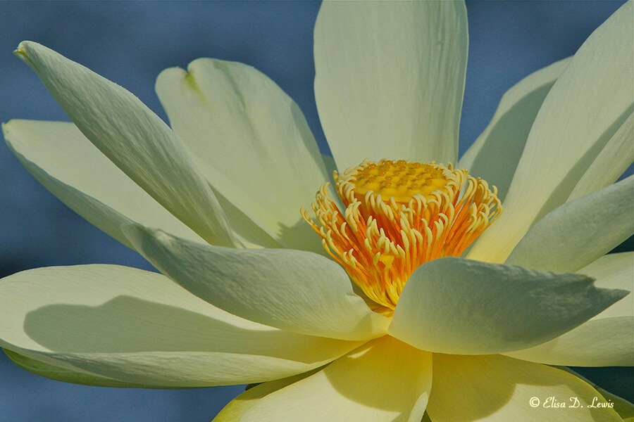 American Lotus Flower at Brazos Bend State Park, Texas