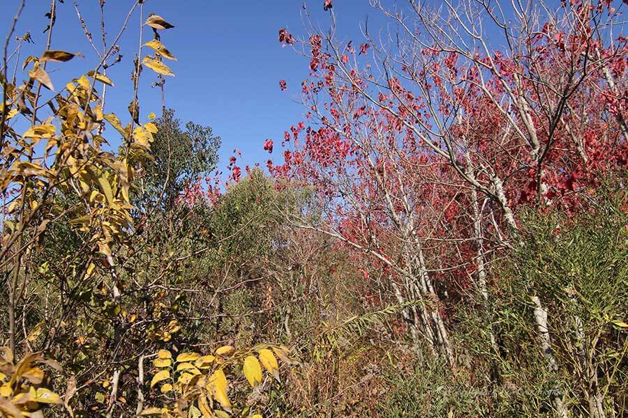 Thicket at Anahuac NWR