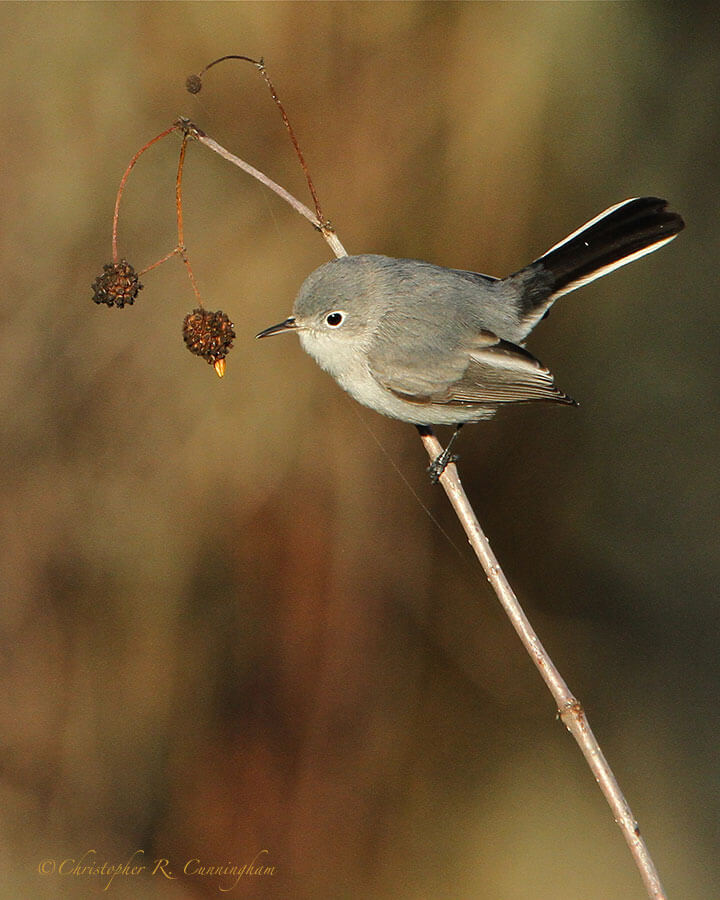 Blue-gray Gnatcatcher at Pilant Lake, Brazos Bend State Park, Texas