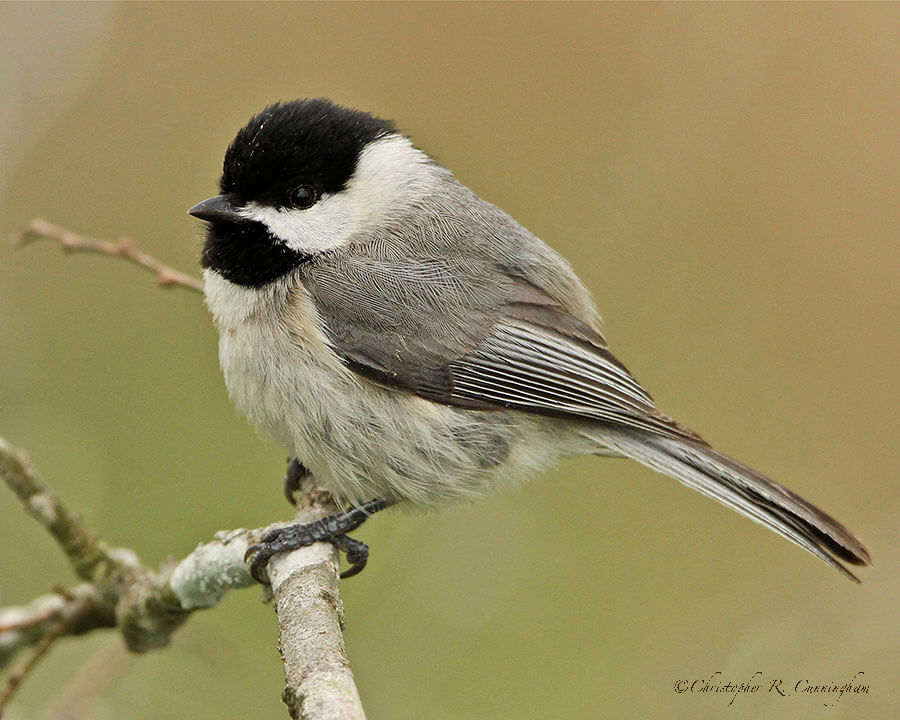 Carolina Chickadee at Brazos Bend State Park, Texas