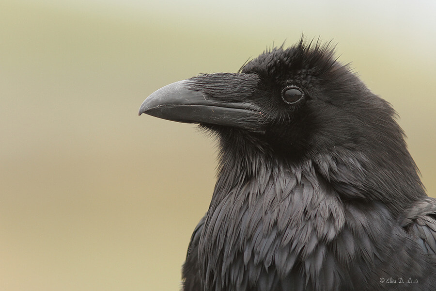 Portrait of a Common Raven at Hurricane Ridge, Olympic National Park, Washington