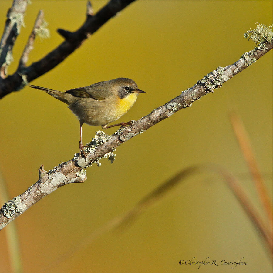 Common Yellowthroat at Pilant Lake, Brazos Bend State Park, Texas