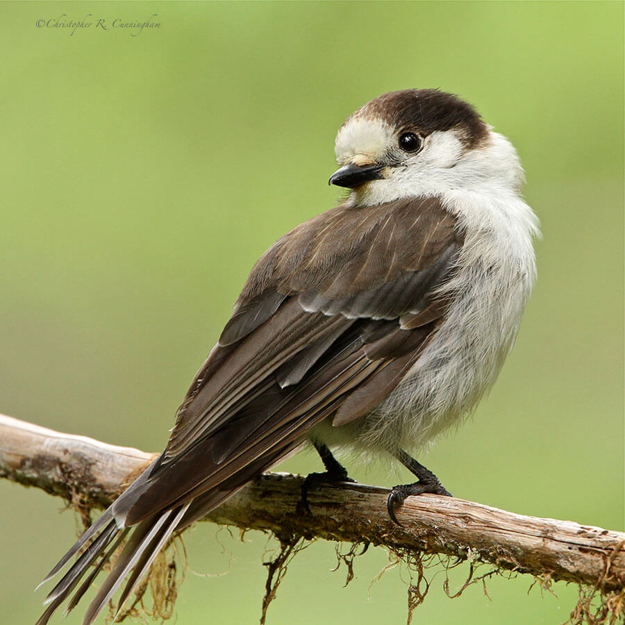 Gray Jay, Hoh Rainforest, Olympic National Park, Washington