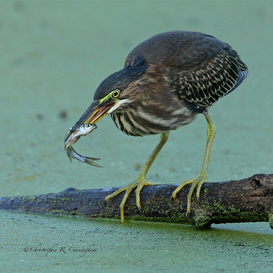 Green Heron with Minnow, Brazos Bend, State Park, Texas