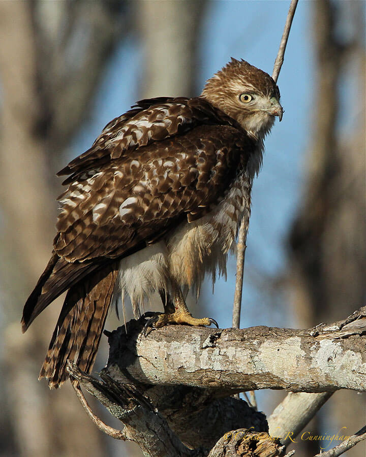 Juvenile Red-tailed Hawk at Anahuac NWR (Skillern Tract), Texas